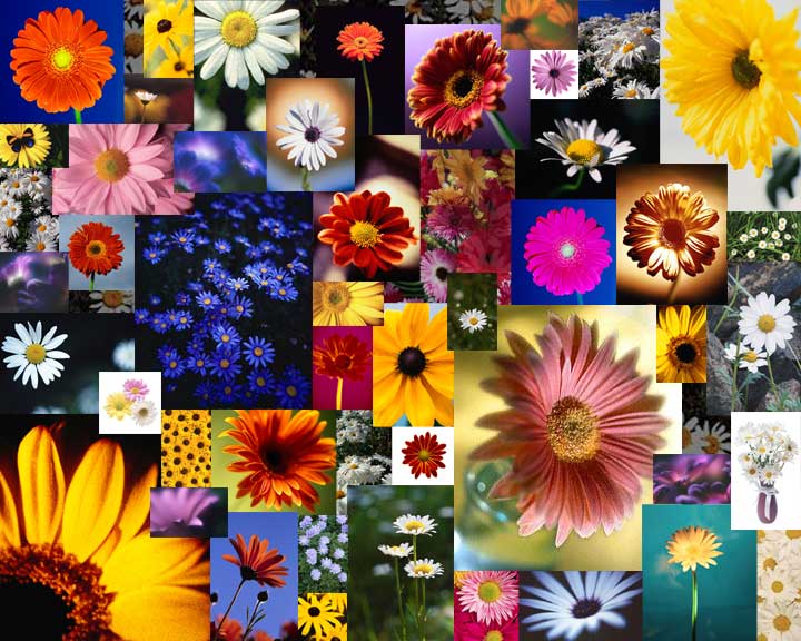 My Daisy Collage