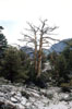 Tree that I saw on a hike in June Lake